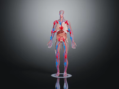 Anatomical Head Organs With Vascular Network In 3D Human Anatomy Model 3d model