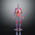 Anatomical Head Organs With Vascular Network In 3D Human Anatomy Model