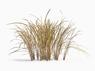 Tall Graceful Ornamental Grasses With Slender Golden Leaves And Clustered Stems 3d model