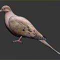 Pinkish Brown Flying Animal Dove with Spotted Feathers Standing on Smooth Gray Background