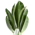 Potted Plants with Large Green Leaves in Concrete Pots for Home Decoration