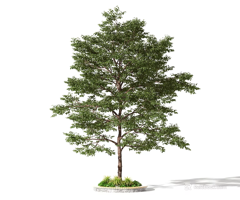 Lush Green Tree With Strong Trunk And Fresh Leaves Isolated On White Background 3d model 