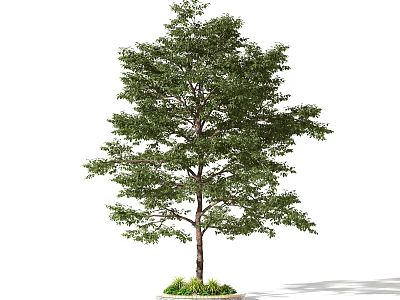 Lush Green Tree With Strong Trunk And Fresh Leaves Isolated On White Background 3d model