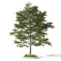 Modern Trees Trees Shrubs Trees Landscape Trees Small Trees 3d model