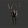 Deer With Large Antlers Grayish White And Brown Body On Gray Background
