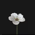 White Flower with Blue Tint Petals Dark Stamens and Green Stem on Black Background