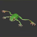 Vibrant Green Reptile With Orange Toes Resting On A Gray Background Surface