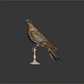Bird Taxidermy Specimen Perched On White Base Against Dark Background With Brown And Orange Feathers