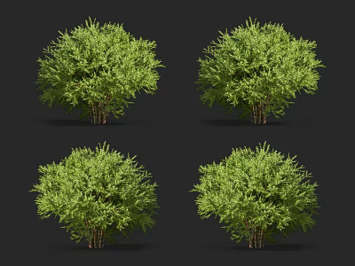 Four Green Shrubs With Lush Foliage In 3D Rendering Against Black Background 3d model