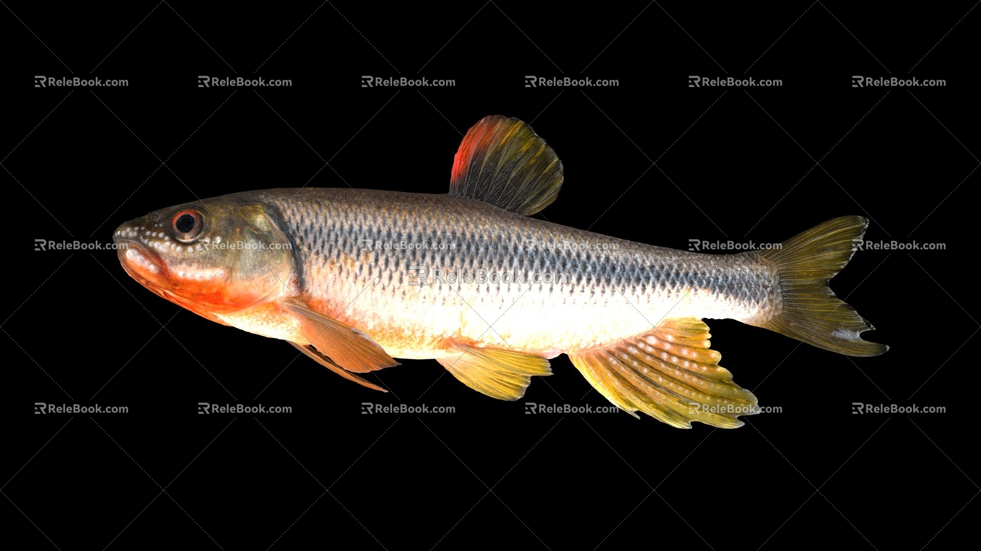 Modern Fish 3d model