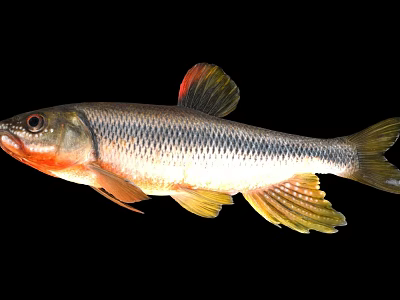 Aquatic Animal Whole Freshwater Fish With Red Head Silver Body Yellow Fins Against Black Background 3d model