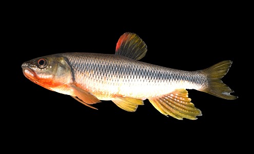 Modern Fish 3d model