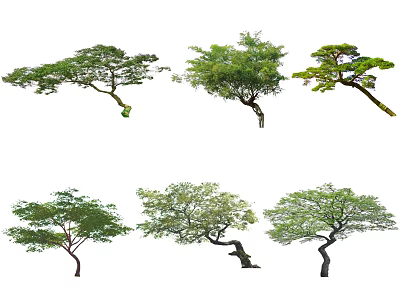 Various Arbor Trees Featuring Diverse Canopies And Unique Trunk Shapes In Natural Scenery 3d model