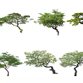 Various Arbor Trees Featuring Diverse Canopies And Unique Trunk Shapes In Natural Scenery