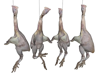 Four Fresh Raw Chickens Hanging in Butchery Shop Display for Sale 3d model