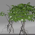 Lush Green Vine Plant With Twisted Branches Fresh Leaves And Natural Growth
