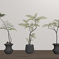 Home plant potted plant green plant bonsai 3d model