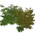 Green And Red Leafy Plants With Various Foliage For Garden Decoration