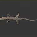 Crocodile 3D Model Lying on Black Surface With Reflection and Gradient Gray Background 3d model