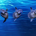 Three Mola Mola Fish Swimming Gracefully in Blue Ocean Water