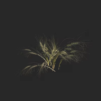 Green Grass With Slender Leaves And Spike Like Tops On Black Background 3d model