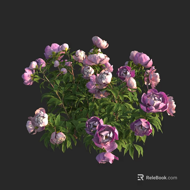 Blooming Pink And White Peonies With Lush Green Leaves Bunch 3d model 