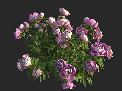 Blooming Pink And White Peonies With Lush Green Leaves Bunch 3d model