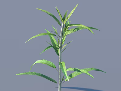 Green Leafy Plant With Single Stem And Slender Foliage On Gray Background 3d model