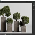 Bonsai Potted Plants In Square Pots With Various Heights And Trimmed Greenery