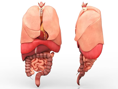 Chest Organs 3D Anatomical Illustration With Lungs Heart Liver And Intestines 3d model