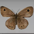 Brown Butterfly With Patterned Wings And Round Eyespots On Gray Background With Reflection 3d model