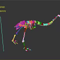 White Animal Skeleton With Long Tail And Clawed Feet On Black Background