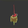 3D Rendered Human Digestive System Model With Pink Organs And Gray Background