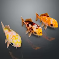 Three Colorful Koi Fish With Vibrant Yellow Orange And Spotted Patterns