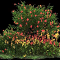 Vibrant Shrub With Red And Yellow Flowers Green Leaves And Grassy Base