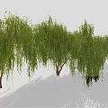 Weeping Willow Trees with Green Hanging Branches and Brown Trunks on Light Ground with Shadows