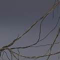 Wiry Twisted Vines Showcasing Natural Curved Lines And Spiral Growth Patterns