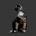 Calico Cat Standing On Glossy Dark Gray Surface With Yellow Eyes