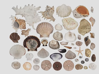 Natural Style Decorative Ornament Set With Various Seashells Starfish And Different Sizes 3d model