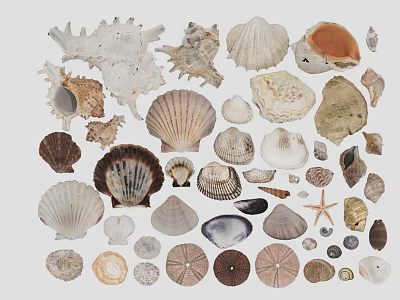 Undersea creature scallop conch sea star decorates the ocean 3d model