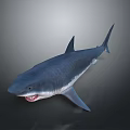 Shark With Blue Body Open Mouth Sharp Teeth And Dorsal Fins