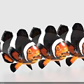 Three Clownfish With Black And White Stripes And Orange Faces As Aquatic Animals