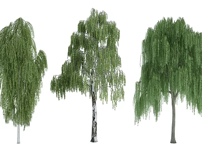 Different Types of Ornamental Trees With Green Leaves and Weeping Branches 3d model