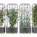 Vine Plants of Various Types Growing on Metal Grid Trellis with Live Good Times Base