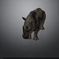 Realistic 3D Rhino Model With Rough Skin Texture Standing On Gray Background
