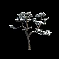 Three Snow Covered Arbor Trees With Snow On Trunks And Branches