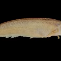 Elongated Light Brown Aquatic Animal Fish with Slender Body and Smooth Skin on Black Background