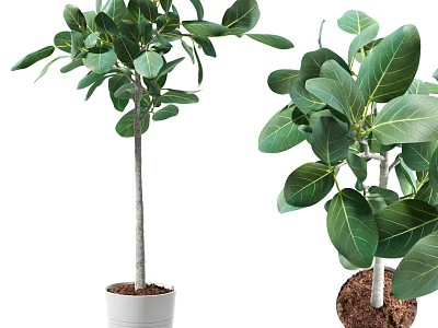 Indoor Potted Plants With Large Green Leaves And White Planter Pot 3d model