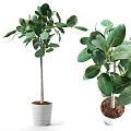 Indoor Potted Plants With Large Green Leaves And White Planter Pot