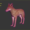 Light Brown Coyote Standing With Erect Ears And Shiny Fur On Dark Surface